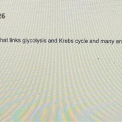 Glycolysis and krebs cycle pogil answer key