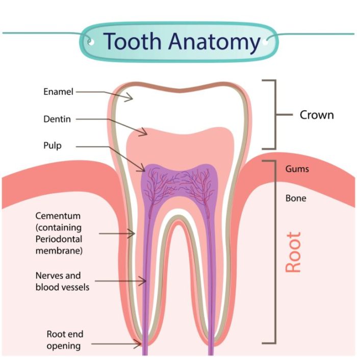 Label the anatomical features of a tooth