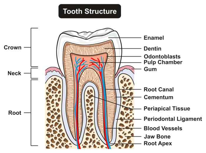 Label the anatomical features of a tooth