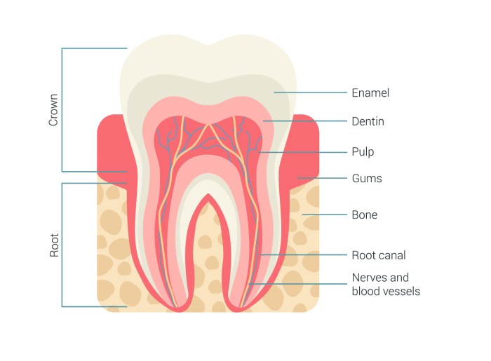 Tooth anatomy teeth dental diagram cementum socket label oral parts crown human bad bony loose health care structure alveolus printout