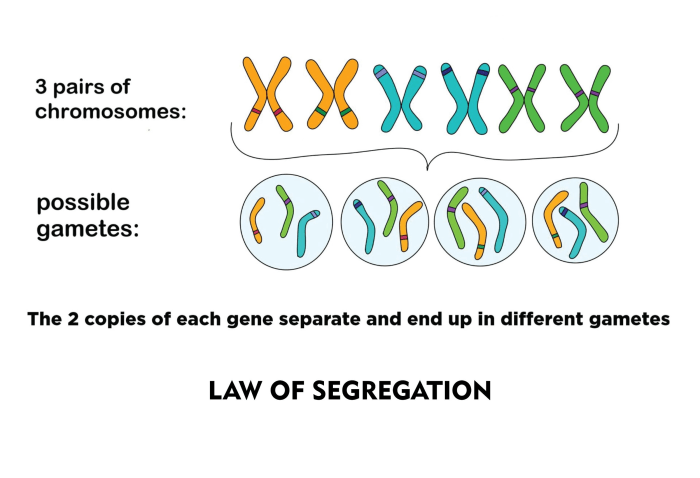 Assortment segregation chromosomes mendelian genetics principle genes traits principles adapted openstax
