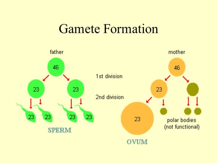 Segregation meiosis genes genetic recombination variability assortment gametes during mcat